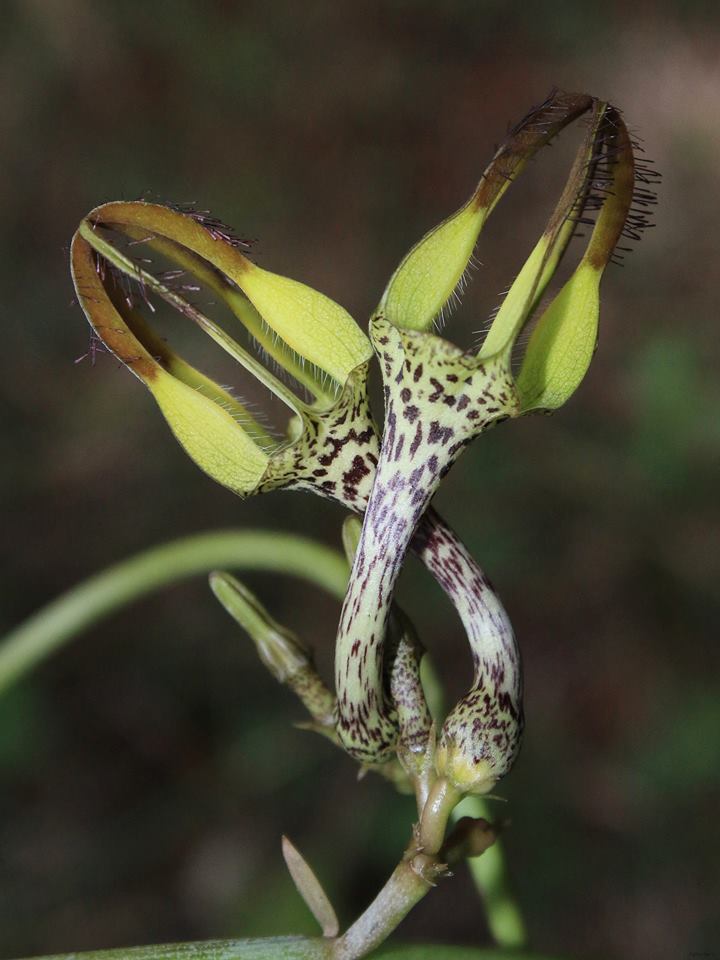 Ceropegia juncea.jpg Ceropegia juncea.jpg